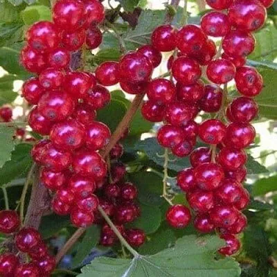 Смородина красная ПУРПУРНАЯ в Чите