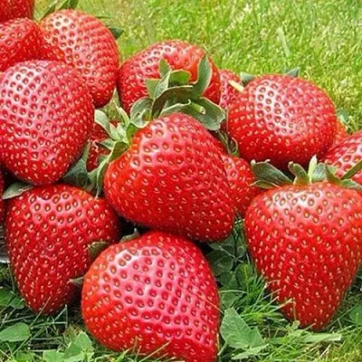 Клубника ЭЛИАНЕ  Клубника ЭЛИАНЕ в Чите