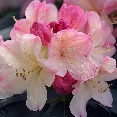 Рододендрон ПЕРСИ ВАЙСМАН  Рододендрон ПЕРСИ ВАЙСМАН в Чите