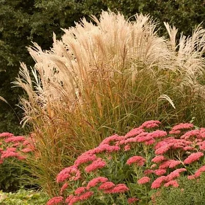 Злаки в Чите