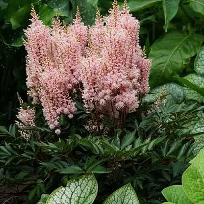 Астильба ЛУК ЭТ МИ японская  Астильба ЛУК ЭТ МИ японская в Чите