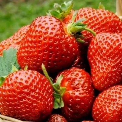 Клубника ФЛОРЕНС  Клубника ФЛОРЕНС в Чите