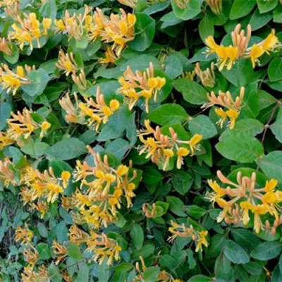 Жимолость ТЕЛЬМАНА в Чите