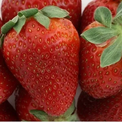 Клубника ФЛАМИНИЯ  Клубника ФЛАМИНИЯ в Чите