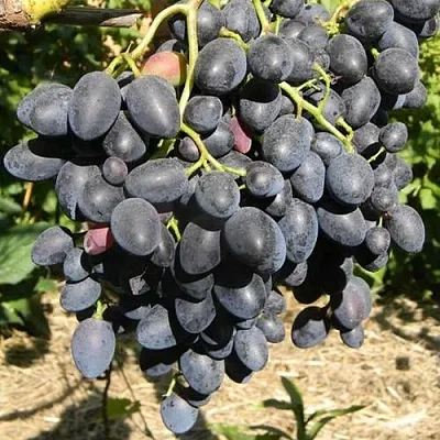 Виноград НАДЕЖДА АЗОС  Виноград НАДЕЖДА АЗОС в Чите