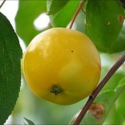 Яблоня КИТАЙКА ЖЁЛТАЯ колонновидная  Яблоня КИТАЙКА ЖЁЛТАЯ колонновидная в Чите