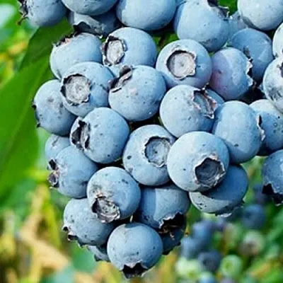 Голубика БРИГИТТА БЛЮ  Голубика БРИГИТТА БЛЮ в Чите