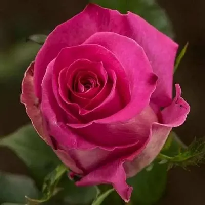 Саженцы роз ТОПАЗ чайно-гибридная в Чите