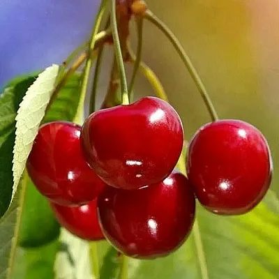 Черешня ТЕРЕМОШКА  Черешня ТЕРЕМОШКА в Чите