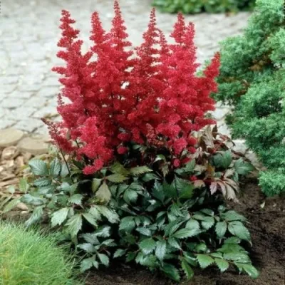 Астильба МОНТГОМЕРИ японская в Чите