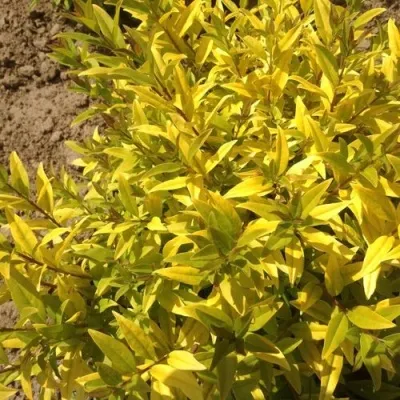 Бирючина АУРЕА обыкновенная — описание сорта Бирючина АУРЕА обыкновенная в Чите