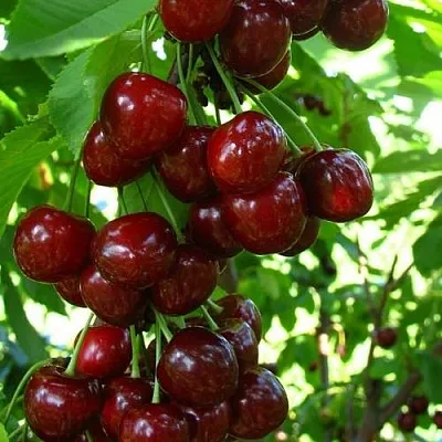 Вишня ВОСТОРГ колонновидная  Вишня ВОСТОРГ колонновидная в Чите