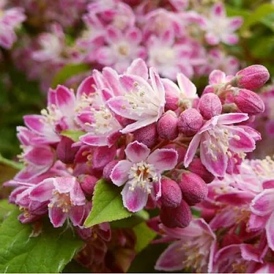 Дейция СТРОБЕРРИ ФИЛДС   Дейция СТРОБЕРРИ ФИЛДС  в Чите