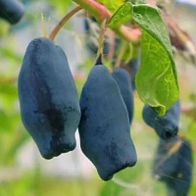 Жимолость съедобная ЛЕБЁДУШКА — описание сорта Жимолость съедобная ЛЕБЁДУШКА в Чите