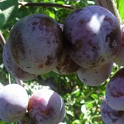 Слива РЕНКЛОД ХАРИТОНОВОЙ  Слива РЕНКЛОД ХАРИТОНОВОЙ в Чите