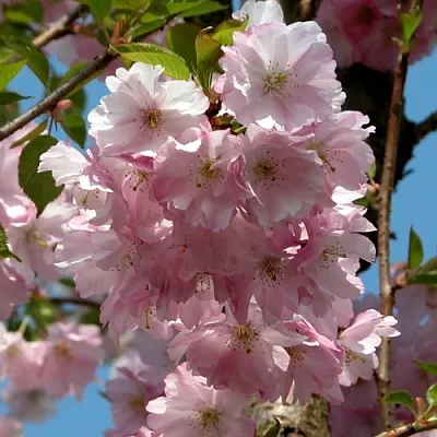 Вишня АККОЛЕЙД цветущая  Вишня АККОЛЕЙД цветущая в Чите