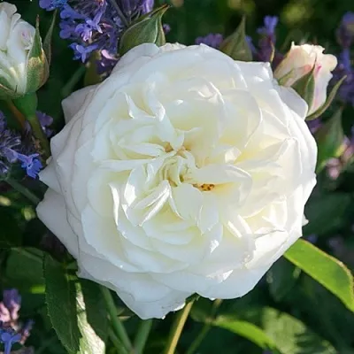 Саженцы роз АЛАБАСТЕР флорибунда  Саженцы роз АЛАБАСТЕР флорибунда в Чите