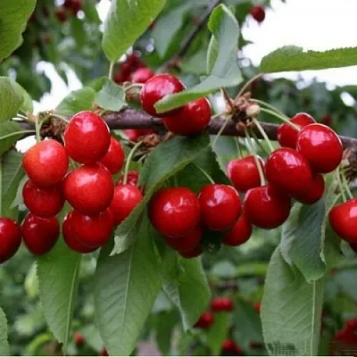 Черешня ДОНЕЦКАЯ КРАСАВИЦА  Черешня ДОНЕЦКАЯ КРАСАВИЦА в Чите