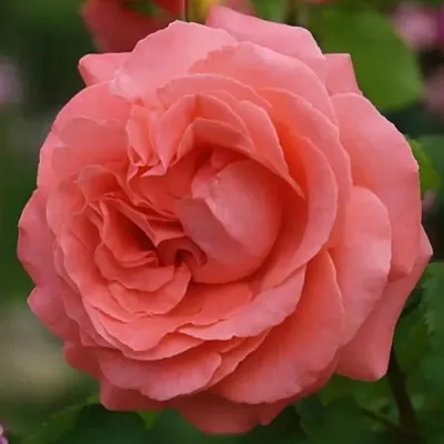 Саженцы роз ДИДИ БРИДЖУОТЕР плетистая  Саженцы роз ДИДИ БРИДЖУОТЕР плетистая в Чите