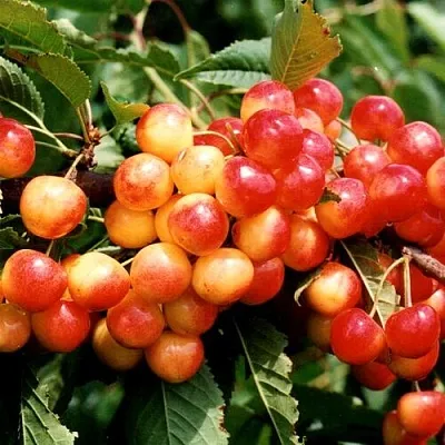 Черешня БЮТТНЕРА КРАСНАЯ  Черешня БЮТТНЕРА КРАСНАЯ в Чите