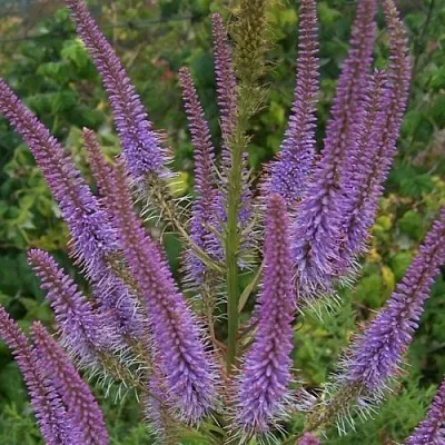 Вероникаструм ФАСЦИНЕЙШН  Вероникаструм ФАСЦИНЕЙШН в Чите