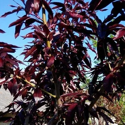 Персик БУРГУНДИ краснолистный  Персик БУРГУНДИ краснолистный в Чите