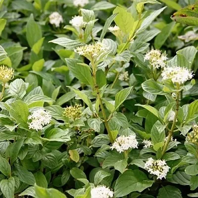 Дерен ФЛАВИРАМЕА отпрысковый   Дерен ФЛАВИРАМЕА отпрысковый  в Чите