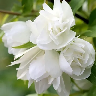 Жасмин МАНТО Д’ЭРМИН  Жасмин МАНТО Д’ЭРМИН в Чите