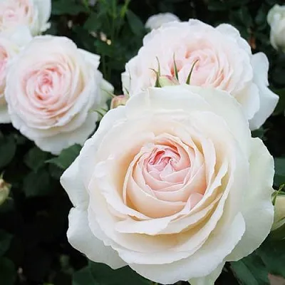 Саженцы роз ПАЛЕ РОЯЛЬ плетистая  Саженцы роз ПАЛЕ РОЯЛЬ плетистая в Чите