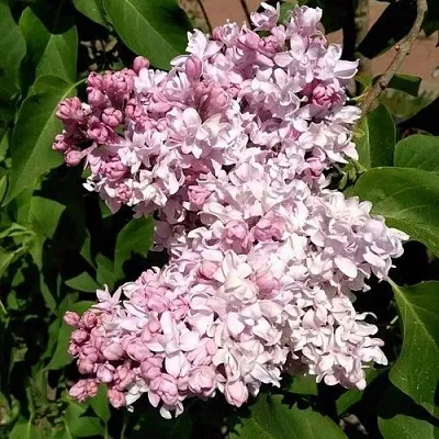 Сирень МИЛОСЕРДИЕ  Сирень МИЛОСЕРДИЕ в Чите