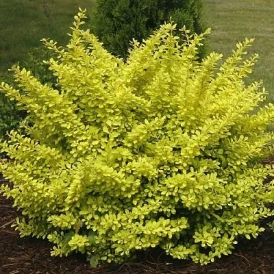 Барбарис АУРЕА тунберга  Барбарис АУРЕА тунберга в Чите