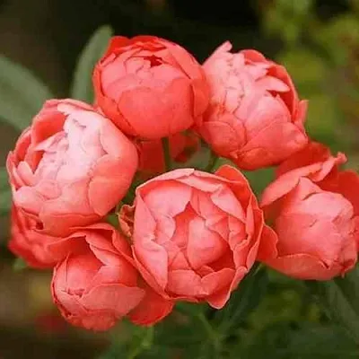 Саженцы роз ОРАНЖ МОРСДАГ полиантовая в Чите