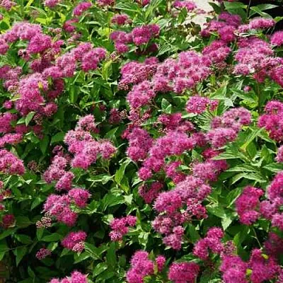 Спирея КРИСПА японская  Спирея КРИСПА японская в Чите