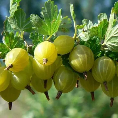 Крыжовник ХИННОНМАЙНЕН КЕЛЬТАЙНЕН  Крыжовник ХИННОНМАЙНЕН КЕЛЬТАЙНЕН в Чите