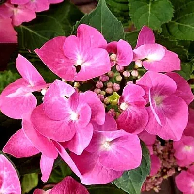 Гортензия ТАУБЕ крупнолистная в Чите