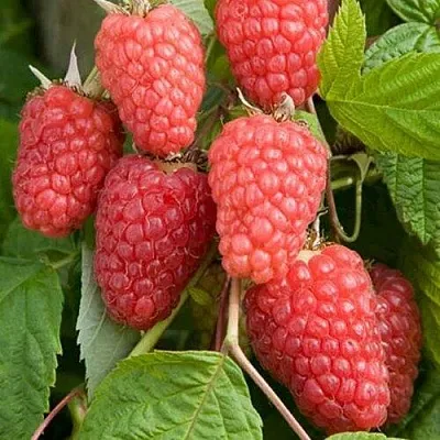 Малина КАСКАД ДЕЛАЙТ  Малина КАСКАД ДЕЛАЙТ в Чите