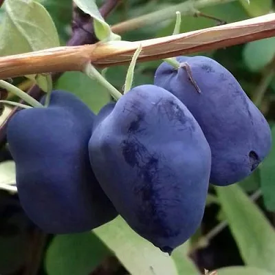 Жимолость съедобная БОРЕАЛ БЬЮТИ (СЕВЕРНАЯ КРАСАВИЦА) в Чите