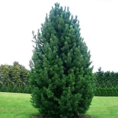 Сосна кедровая   Сосна кедровая  в Чите