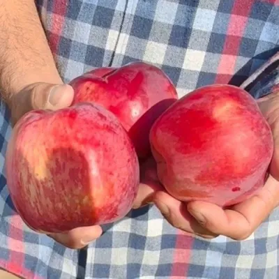 Яблоня ПАМЯТЬ КОВАЛЕНКО в Чите