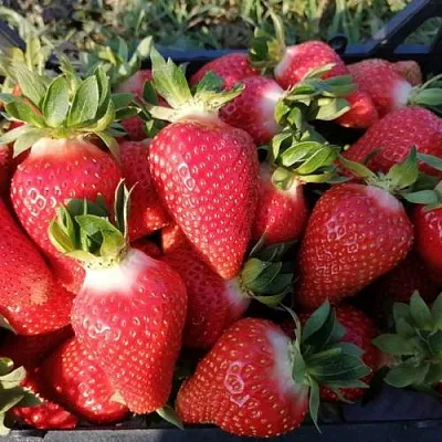 Клубника ЛЮЧИЯ  Клубника ЛЮЧИЯ в Чите