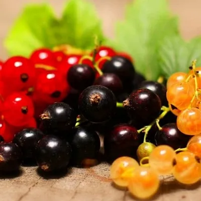 Комплект саженцев  Комплект саженцев в Чите