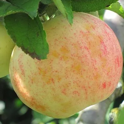 Яблоня ЛЕТНЕЕ СЛАДКОЕ  Яблоня ЛЕТНЕЕ СЛАДКОЕ в Чите