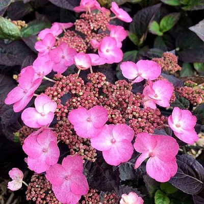 Гортензия ДАРЕДЕВИЛ пильчатая в Чите