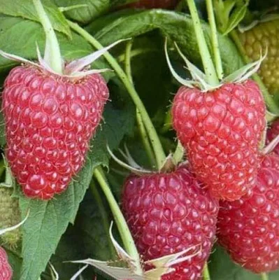 Малина ЕВРАЗИЯ в Чите