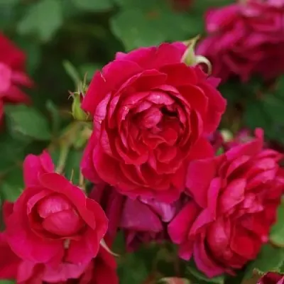 Саженцы роз КВАДРА плетистая  Саженцы роз КВАДРА плетистая в Чите