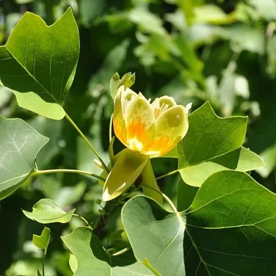 ЛИРИОДЕНДРОН тюльпанный в Чите