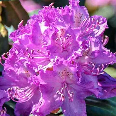 Рододендрон АЛЬФРЕД  Рододендрон АЛЬФРЕД в Чите