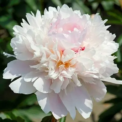 Пион АЛЕРТИ травянистый  Пион АЛЕРТИ травянистый в Чите