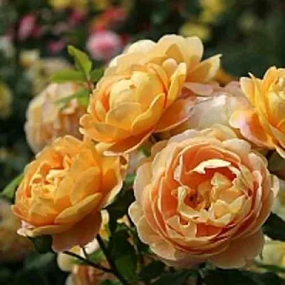 Саженцы роз ГОЛДЕН СЕЛЕБРЕЙШЕН английская в Чите