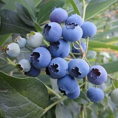 Голубика ЛЕГАЦИЯ  Голубика ЛЕГАЦИЯ в Чите